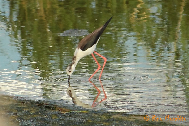 Ciao, sono l''Himantopus